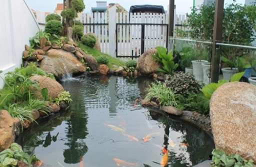 Hồ cá Koi Hồ cá Koi