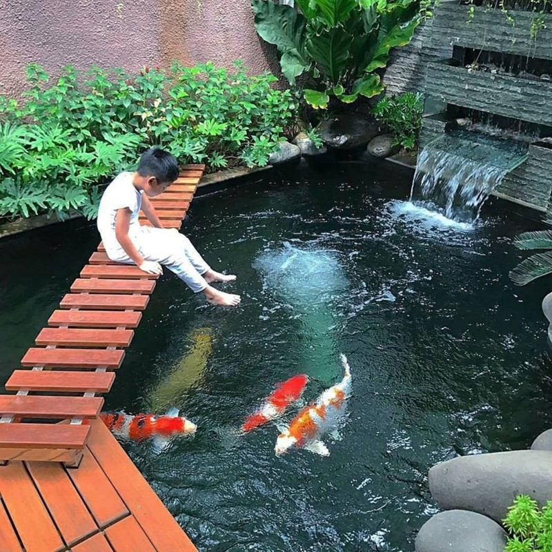 Hồ cá Koi đẹp Hồ cá Koi đẹp