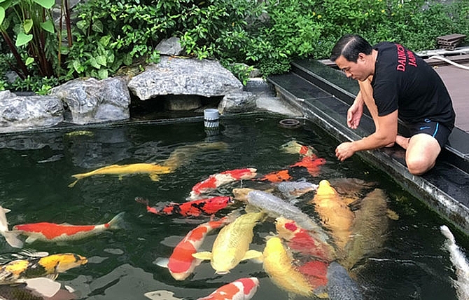 Thú chơi hồ cá Koi